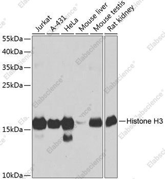 Вестерн-блоттинг, Histone H3, различные клеточные линии