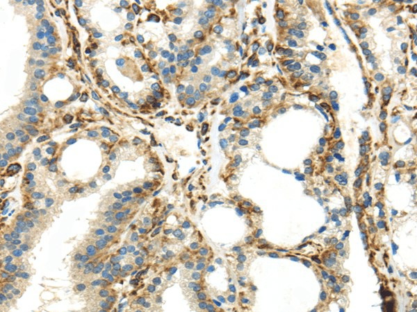 Валидация Elabscience E-AB-17344