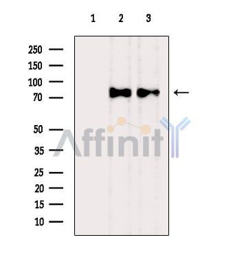 Валидация Affinity DF6392 - 17754
