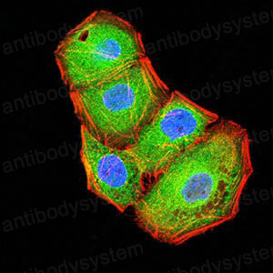 Валидация IF - AntibodySystem RHK99102