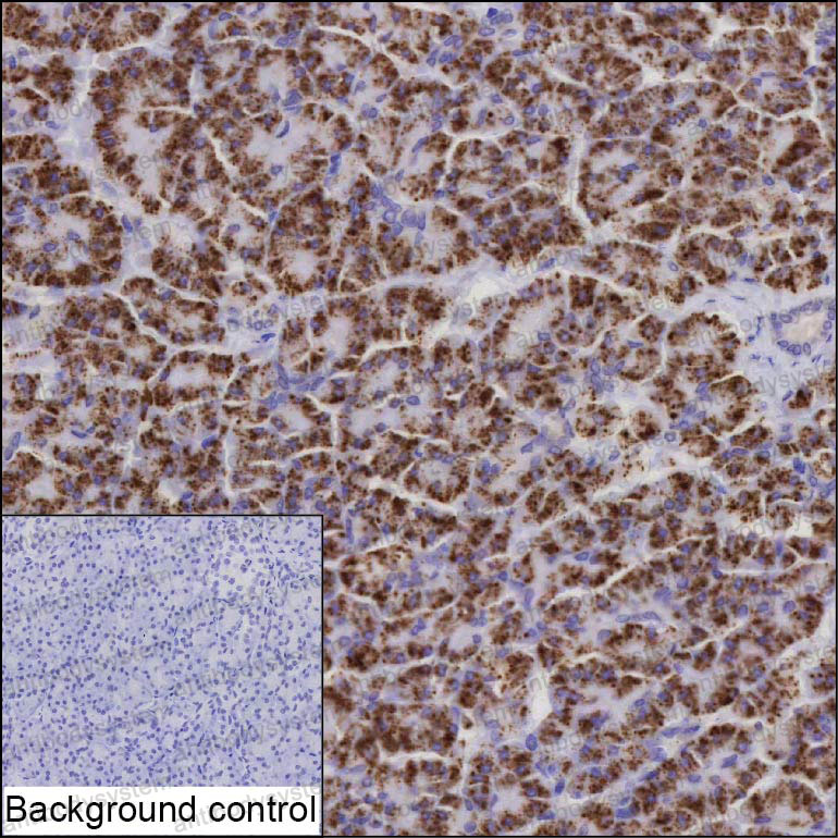 Валидация AntibodySystem RHJ88705