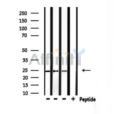Валидация Affinity DF9866 - 22794