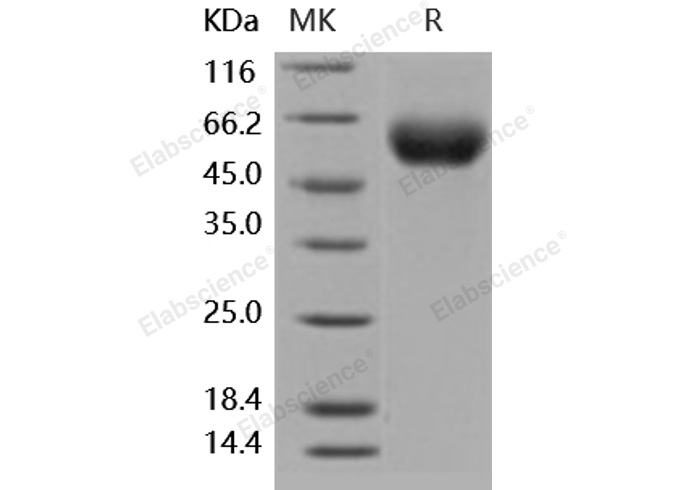 Валидация Elabscience PKSH031857(2482)