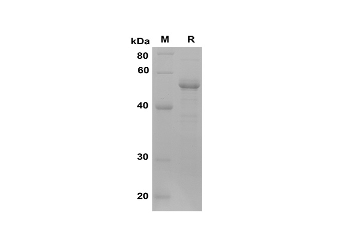 Валидация Elabscience PDEH100584(96)