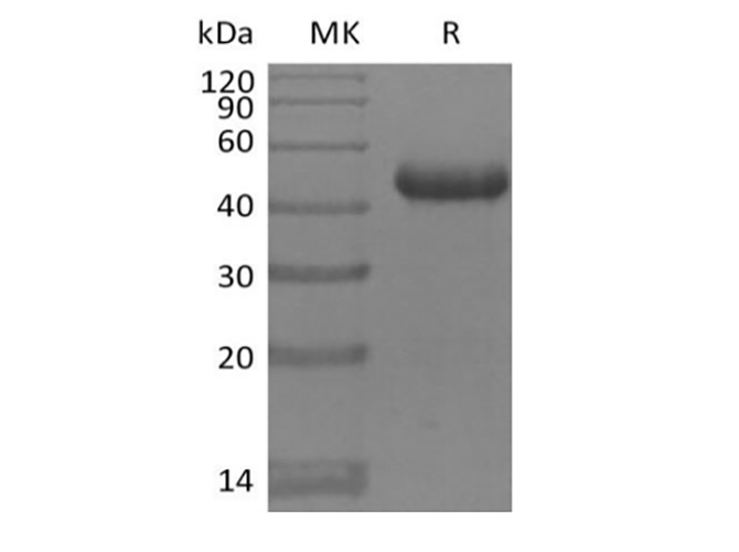 Валидация Elabscience PKSM041406(5282)
