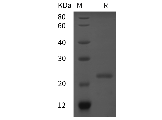 Валидация Elabscience PDEH100805(245)