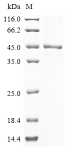 SDS-PAGE