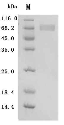 SDS-PAGE