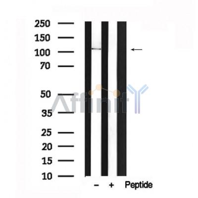 Валидация Affinity AF7598 - 4266