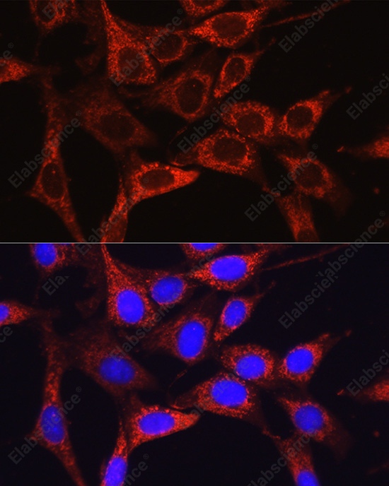 Иммунофлуоресценция, Glutamine Synthetase, клетки NIH/3T3