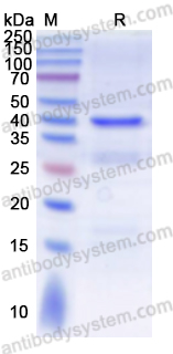 Валидация AntibodySystem YHK58401