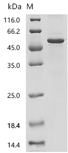 SDS-PAGE