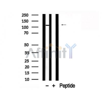 Валидация Affinity AF7781 - 4493
