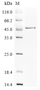 SDS-PAGE