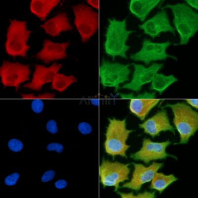 Валидация Affinity DF9117 - 21430