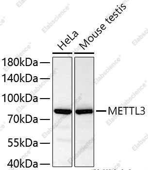 Иммунофлуоресценция, METTL3, клетки U-2 OS