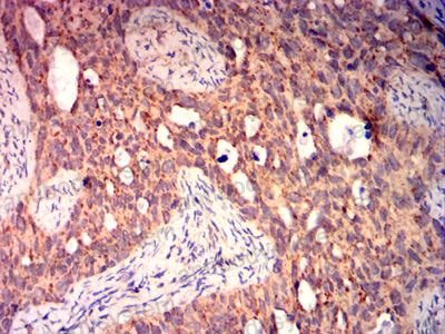 Валидация AntibodySystem RHG13211 (2859)