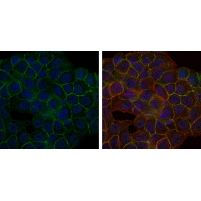 Валидация Affinity BF0686 - 5363