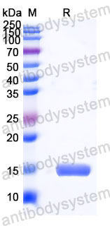 Валидация SDS-PAGE - AntibodySystem RHD99201