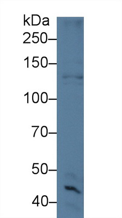 9537