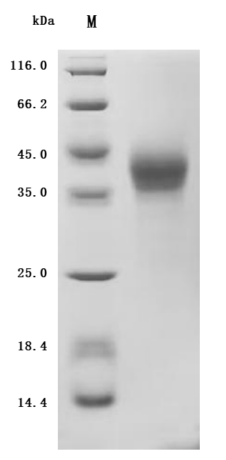 SDS-PAGE