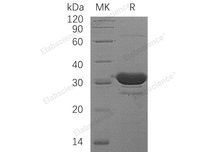 Валидация Elabscience PKSH032520(2979)