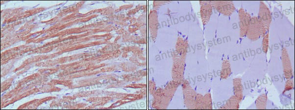 Валидация AntibodySystem RHC34501 (940)