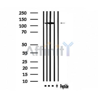Валидация Affinity DF2385 - 12974