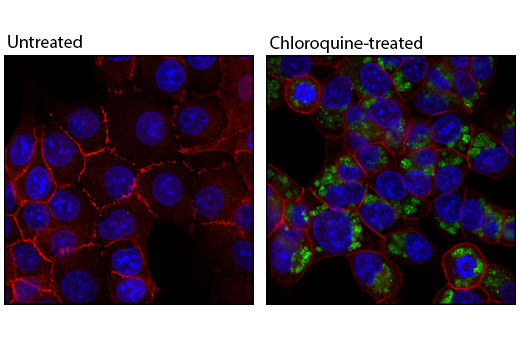 Валидация AssayVector ARM2671(5019)