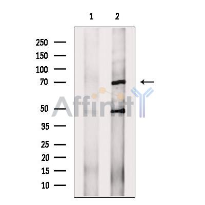 Валидация Affinity DF9737 - 22542