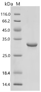 SDS-PAGE