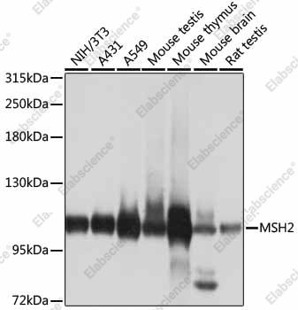 Вестерн-блоттинг, MSH2, различные клеточные линии
