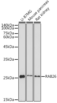 Валидация Elabscience E-AB-91559