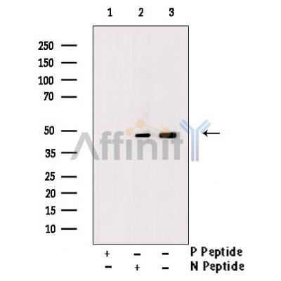 Валидация Affinity AF3496 - 2030