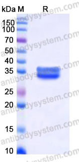 EHA51901, SDS-PAGE