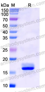 EHB43101, SDS-PAGE