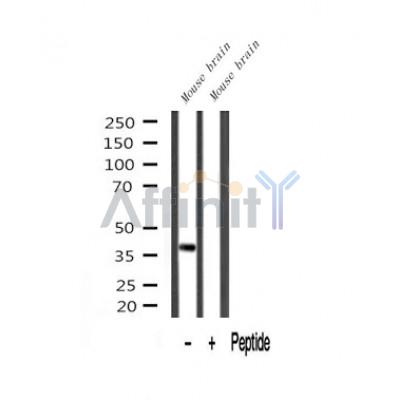 Валидация Affinity AF7025 - 4177