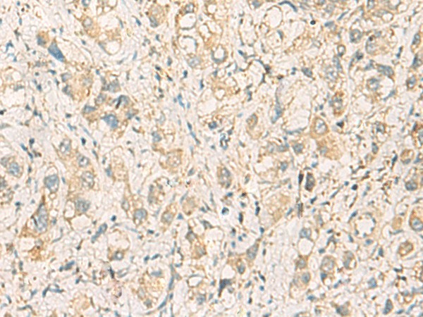 Валидация Elabscience E-AB-19216