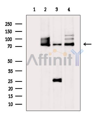 Валидация Affinity DF13920 - 9662