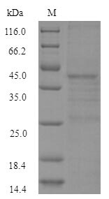 SDS-PAGE