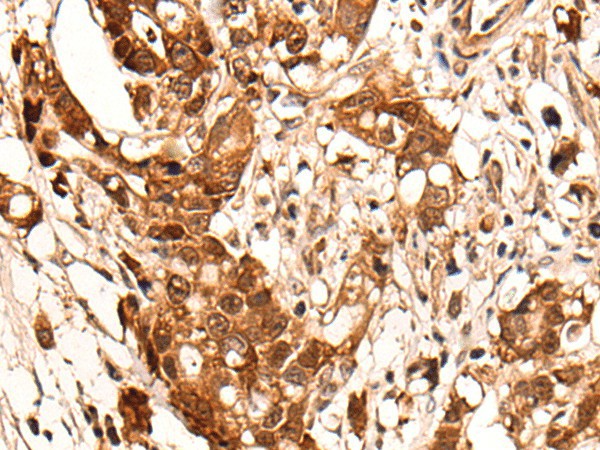 Валидация Elabscience E-AB-19416