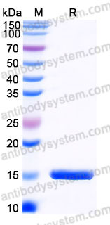 EHD18901, SDS-PAGE