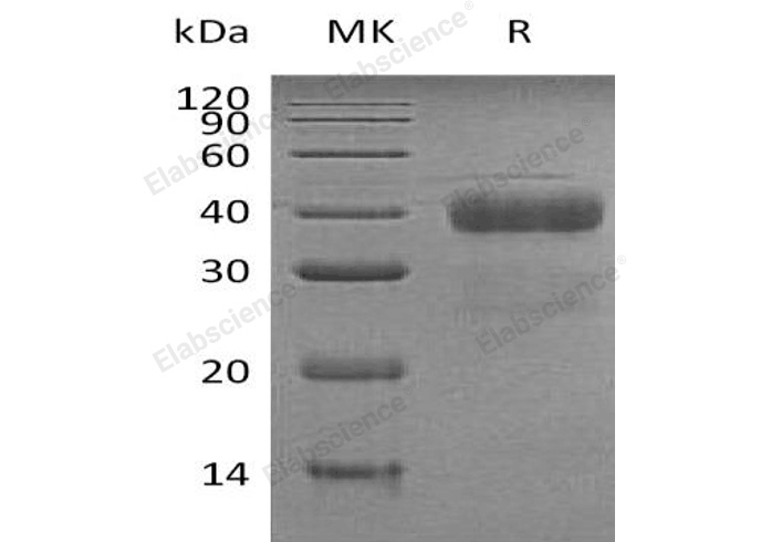 Валидация Elabscience PKSH032668(3102)
