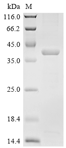 SDS-PAGE