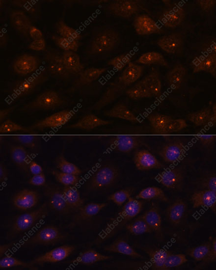 Иммунофлуоресценция, RNASEH2A, клетки C6