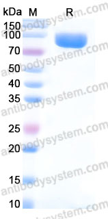 YHG93601, SDS-PAGE