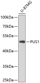 Валидация Elabscience E-AB-65598