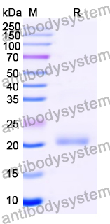 YMN41501, SDS-PAGE