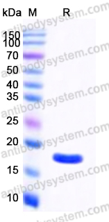 YHD63701, SDS-PAGE