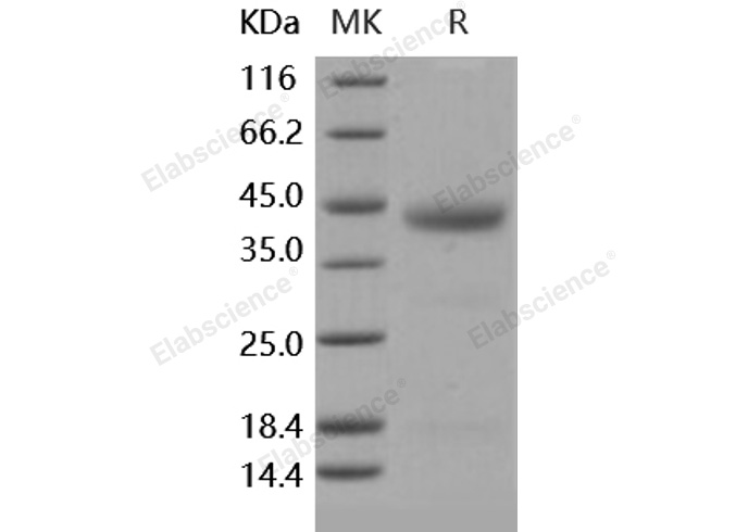 Валидация Elabscience PKSH031780(2415)
